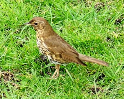 Tordo Bottaccio - Turdus Philomelos